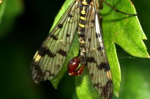 Panorpa communis